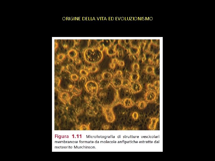 ORIGINE DELLA VITA ED EVOLUZIONISMO 