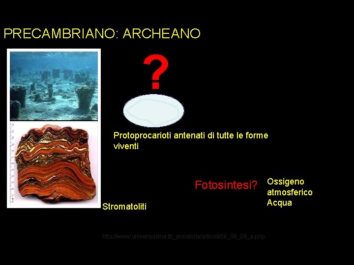 PRECAMBRIANO: ARCHEANO ? Protoprocarioti antenati di tutte le forme viventi Fotosintesi? Stromatoliti http: //www.