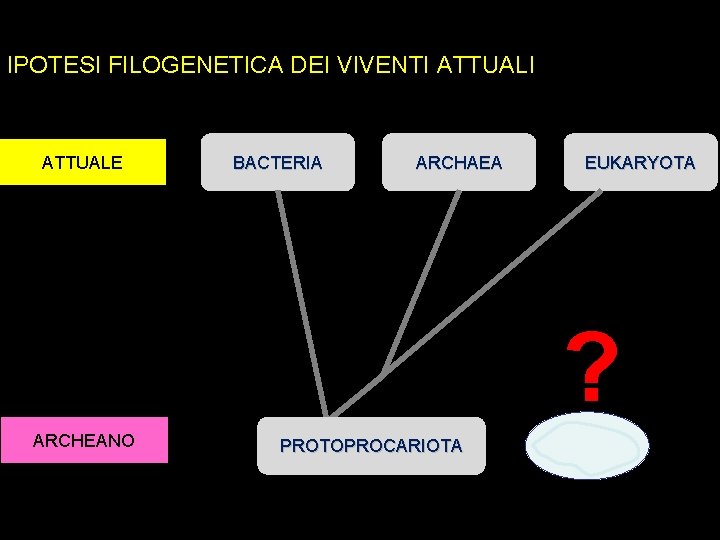 IPOTESI FILOGENETICA DEI VIVENTI ATTUALE BACTERIA ARCHAEA EUKARYOTA ? ARCHEANO PROTOPROCARIOTA 