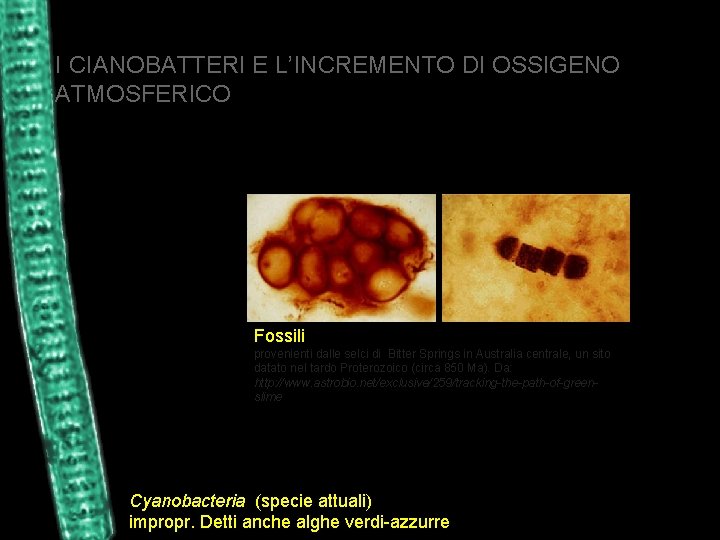 I CIANOBATTERI E L’INCREMENTO DI OSSIGENO ATMOSFERICO Fossili provenienti dalle selci di Bitter Springs
