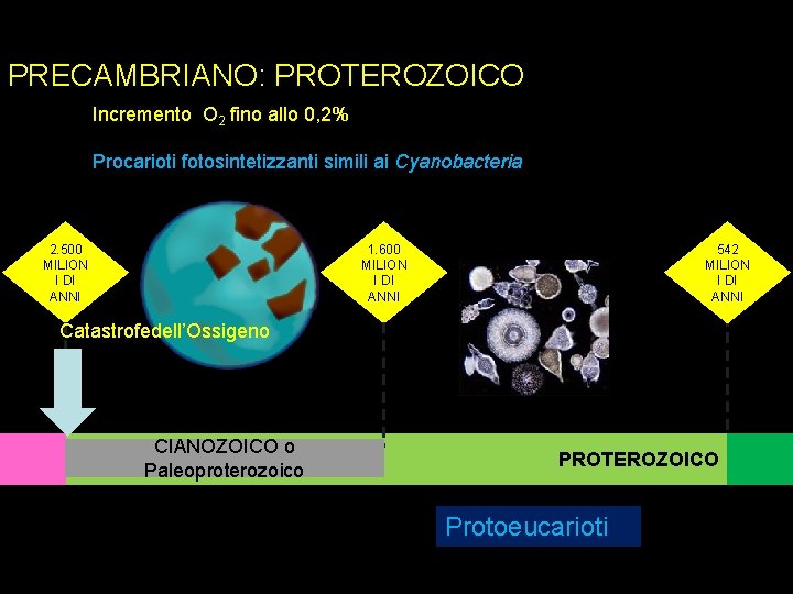 PRECAMBRIANO: PROTEROZOICO Incremento O 2 fino allo 0, 2% Procarioti fotosintetizzanti simili ai Cyanobacteria