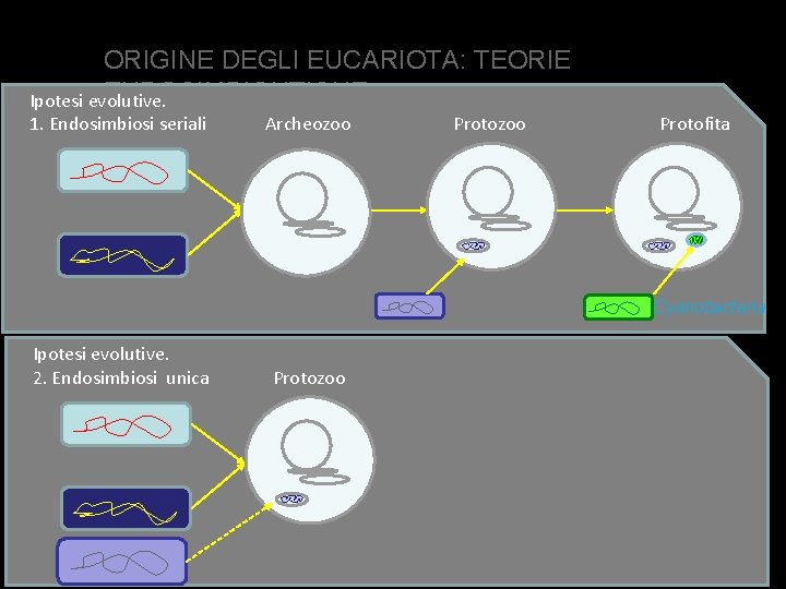 ORIGINE DEGLI EUCARIOTA: TEORIE ENDOSIMBIONTICHE Ipotesi evolutive. 1. Endosimbiosi seriali Archeozoo Protofita Cyanobacteria Ipotesi