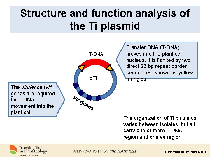 Structure and function analysis of the Ti plasmid T-DNA p. Ti The virulence (vir)