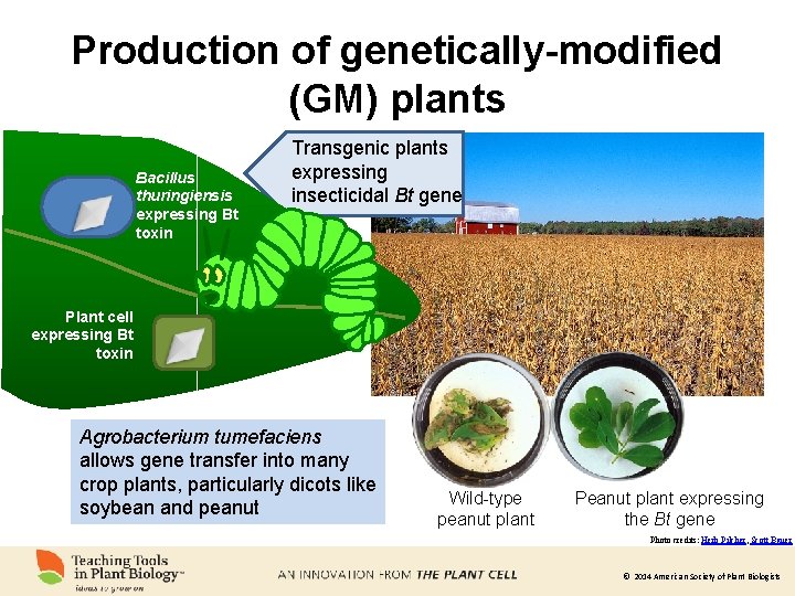 Production of genetically-modified (GM) plants Bacillus thuringiensis expressing Bt toxin Transgenic plants expressing insecticidal