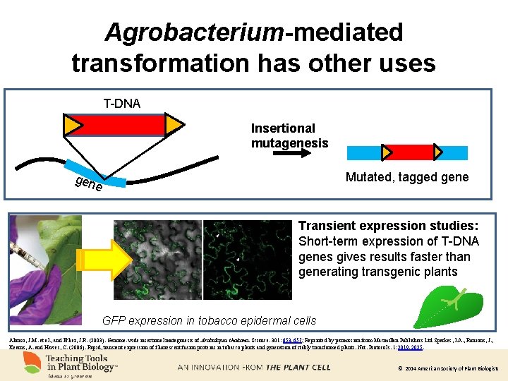 Agrobacterium-mediated transformation has other uses T-DNA Insertional mutagenesis Mutated, tagged gene gen e Transient