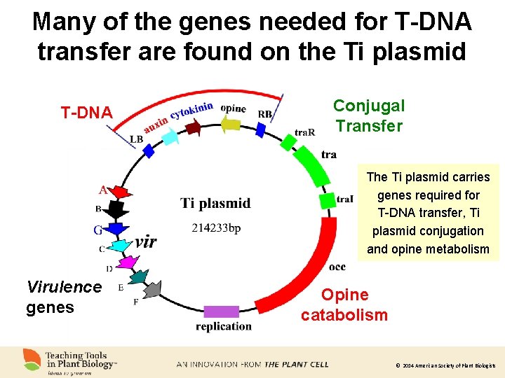 Many of the genes needed for T-DNA transfer are found on the Ti plasmid