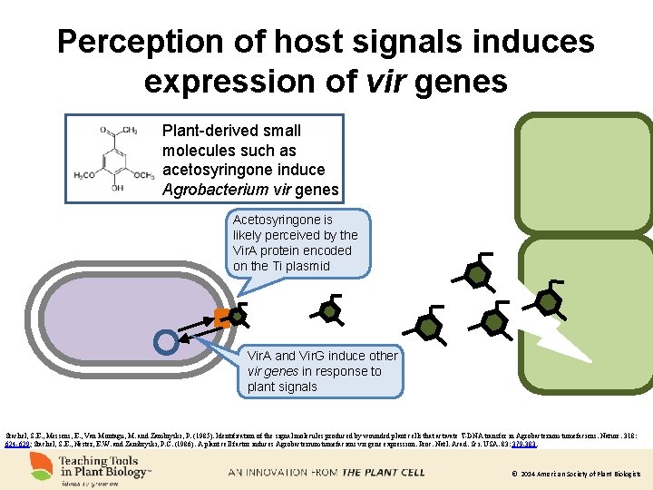 Perception of host signals induces expression of vir genes Plant-derived small molecules such as