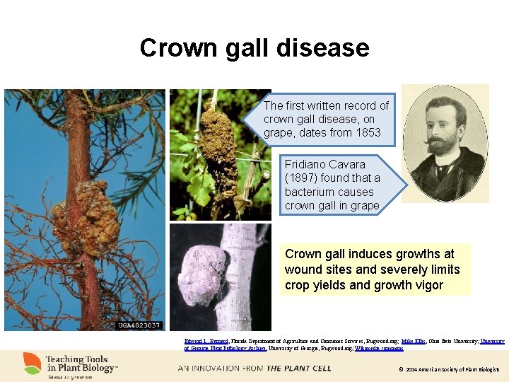 Crown gall disease The first written record of crown gall disease, on grape, dates