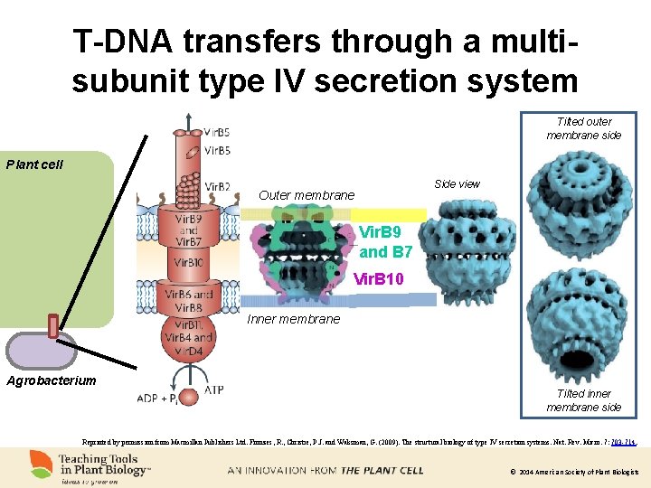 T-DNA transfers through a multisubunit type IV secretion system Tilted outer membrane side Plant