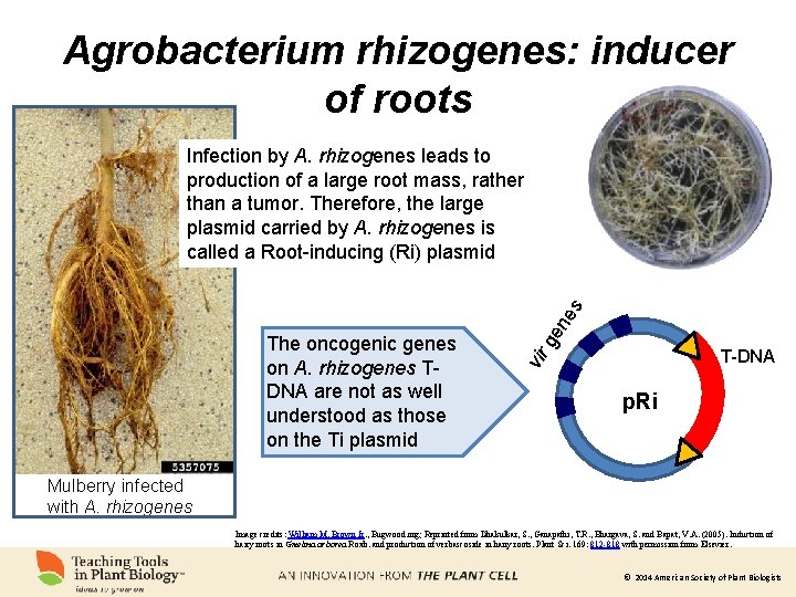 Agrobacterium rhizogenes: inducer of roots T-DNA vir The oncogenic genes on A. rhizogenes TDNA