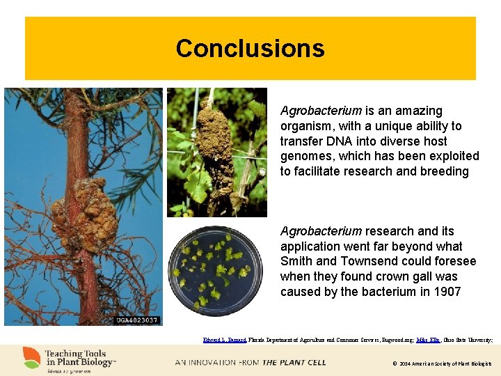 Conclusions Agrobacterium is an amazing organism, with a unique ability to transfer DNA into