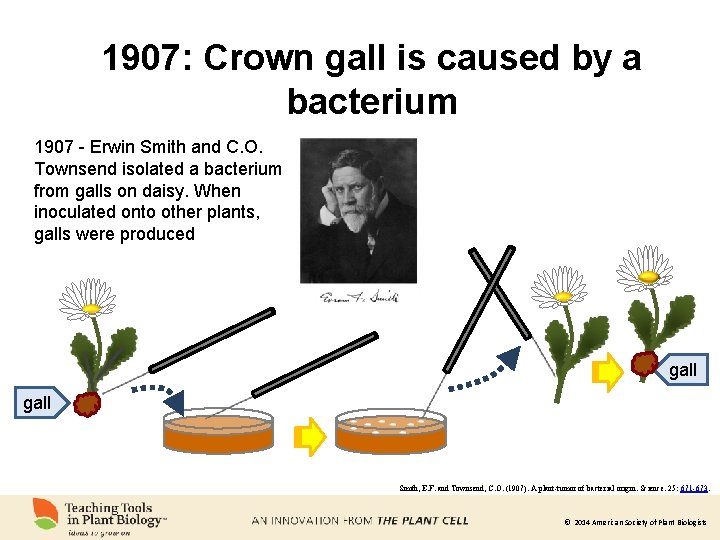 is caused by a “A 1907: plant. Crown tumor gall of bacterial origin” bacterium