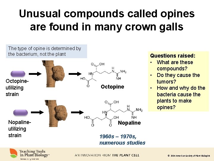 Unusual compounds called opines are found in many crown galls The type of opine