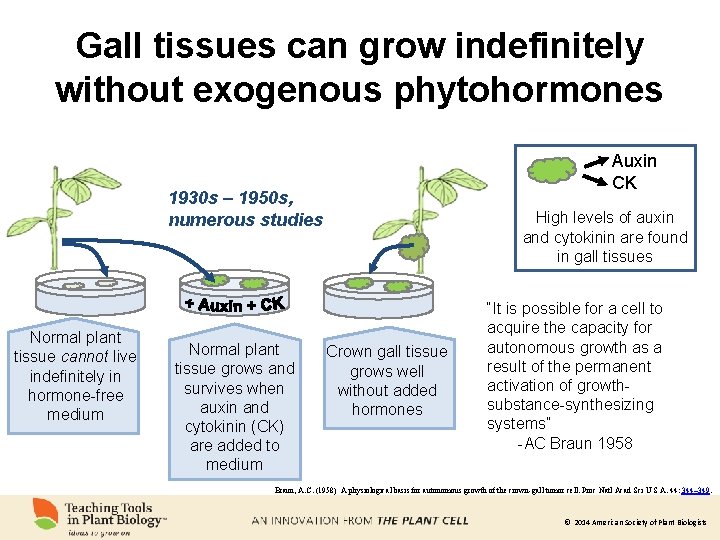 Gall tissues can grow indefinitely without exogenous phytohormones Auxin CK 1930 s – 1950