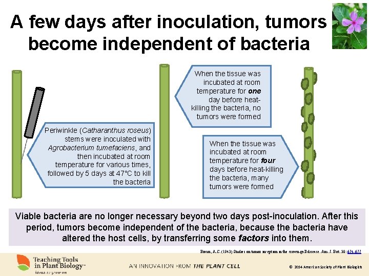 A few days after inoculation, tumors become independent of bacteria When the tissue was