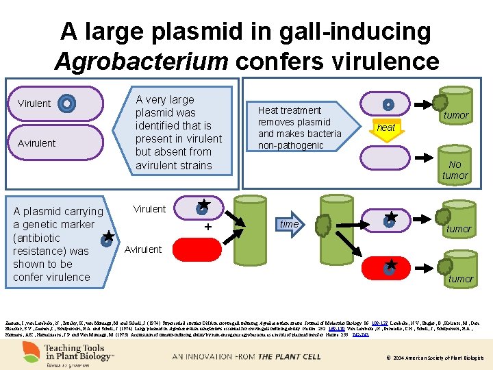 A large plasmid in gall-inducing Agrobacterium confers virulence Virulent Avirulent A plasmid carrying a