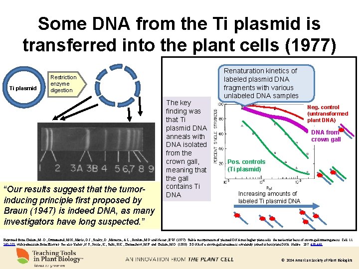 Some DNA from the Ti plasmid is transferred into the plant cells (1977) Ti