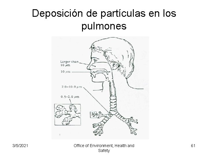 Deposición de partículas en los pulmones 3/5/2021 Office of Environment, Health and Safety 61