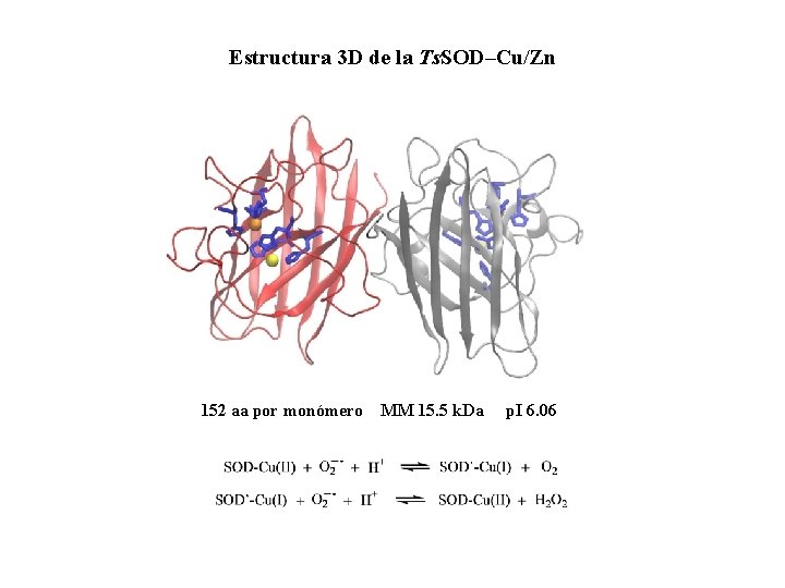 Estructura 3 D de la Ts. SOD–Cu/Zn 152 aa por monómero MM 15. 5