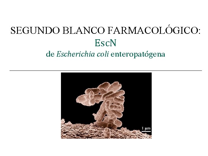 SEGUNDO BLANCO FARMACOLÓGICO: Esc. N de Escherichia coli enteropatógena ___________________ 