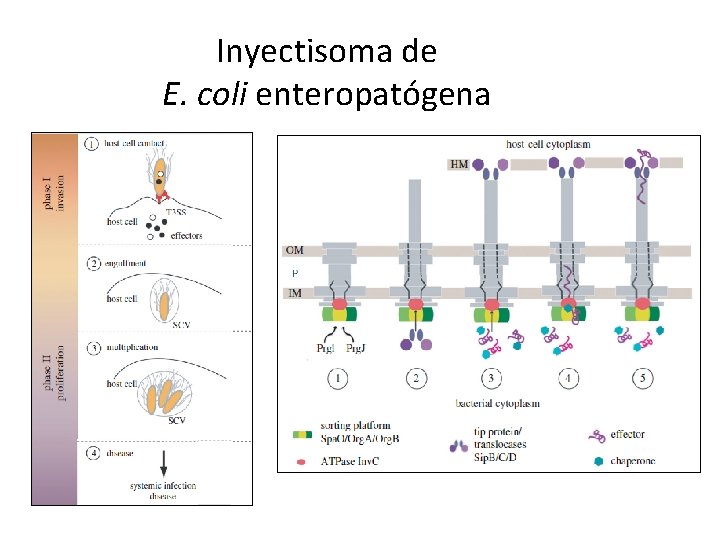 Inyectisoma de E. coli enteropatógena 