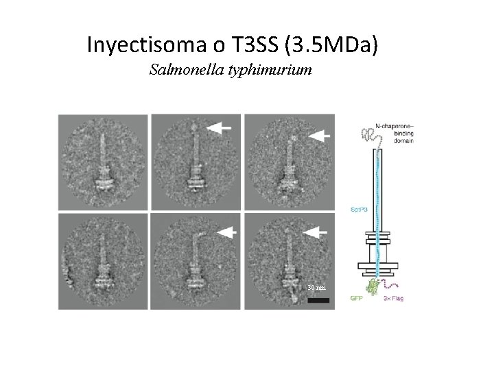 Inyectisoma o T 3 SS (3. 5 MDa) Salmonella typhimurium 30 nm 