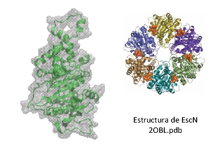 Estructura de Esc. N 2 OBL. pdb 