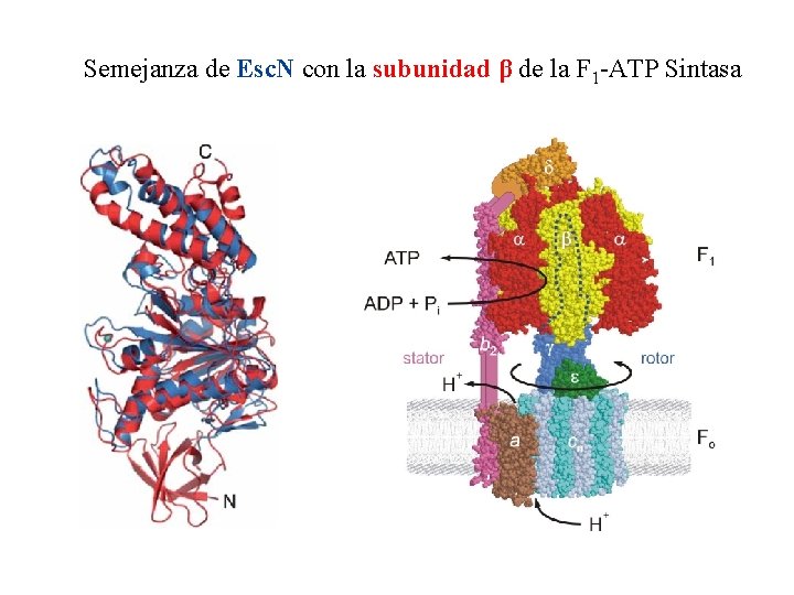 Semejanza de Esc. N con la subunidad β de la F 1 -ATP Sintasa