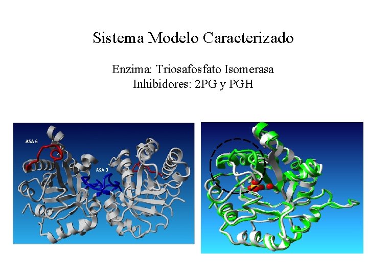 Sistema Modelo Caracterizado Enzima: Triosafosfato Isomerasa Inhibidores: 2 PG y PGH 27 