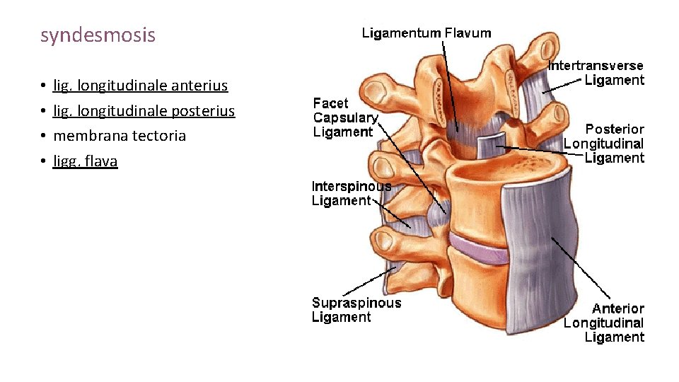 syndesmosis • • lig. longitudinale anterius lig. longitudinale posterius membrana tectoria ligg. flava 