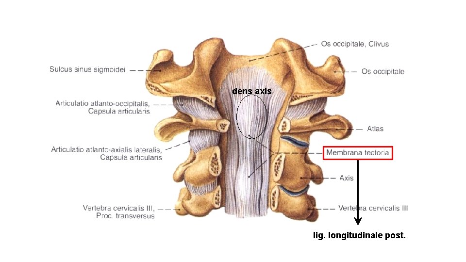 dens axis lig. longitudinale post. 