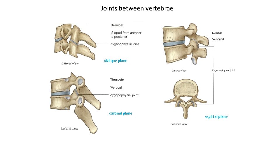 Joints between vertebrae oblique plane coronal plane sagittal plane 