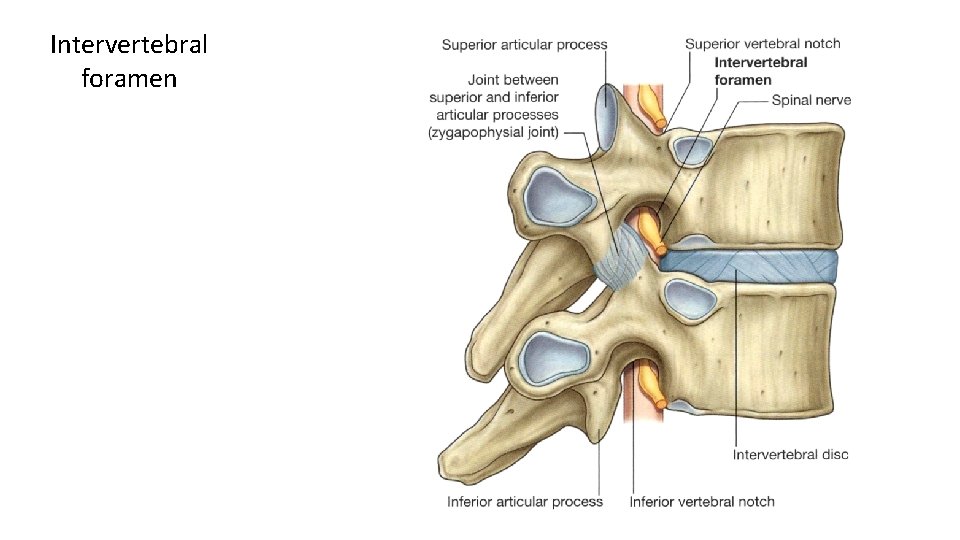 Intervertebral foramen 