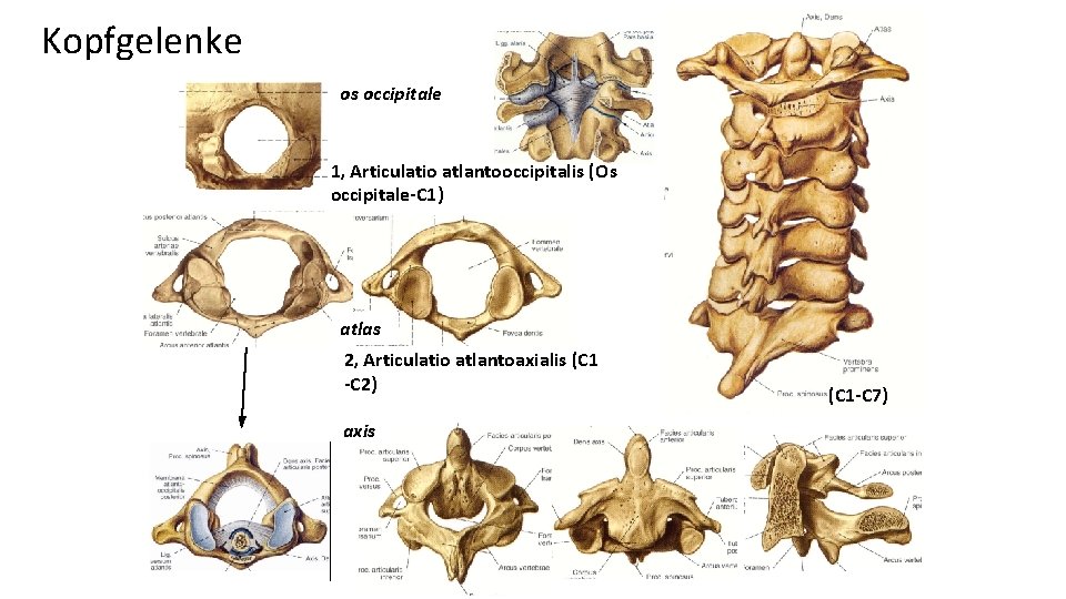 Kopfgelenke os occipitale 1, Articulatio atlantooccipitalis (Os occipitale-C 1) atlas 2, Articulatio atlantoaxialis (C