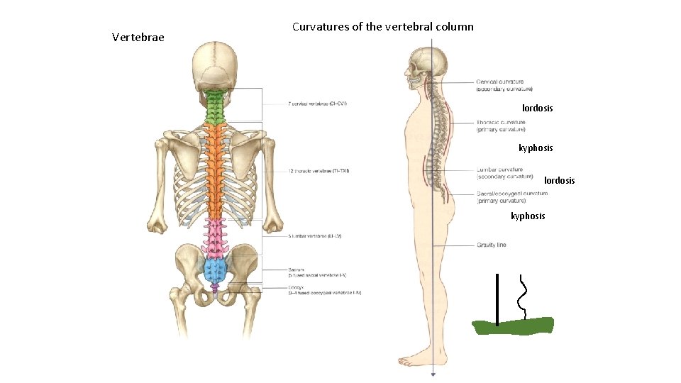Vertebrae Curvatures of the vertebral column lordosis kyphosis 