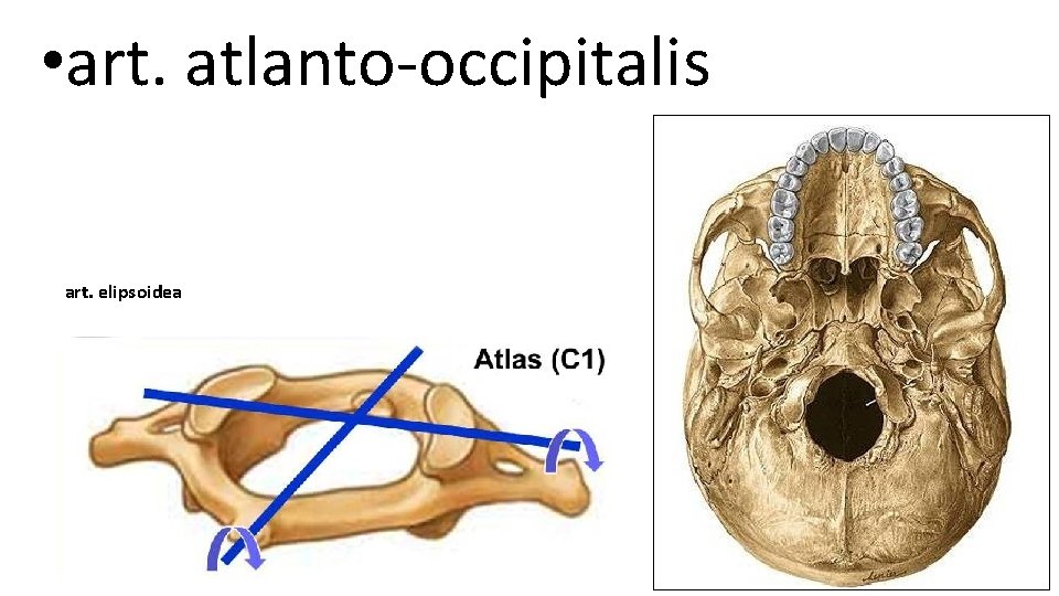  • art. atlanto-occipitalis art. elipsoidea 