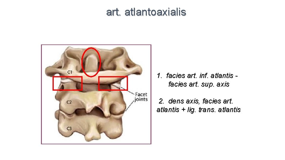 art. atlantoaxialis 1. facies art. inf. atlantis facies art. sup. axis 2. dens axis,