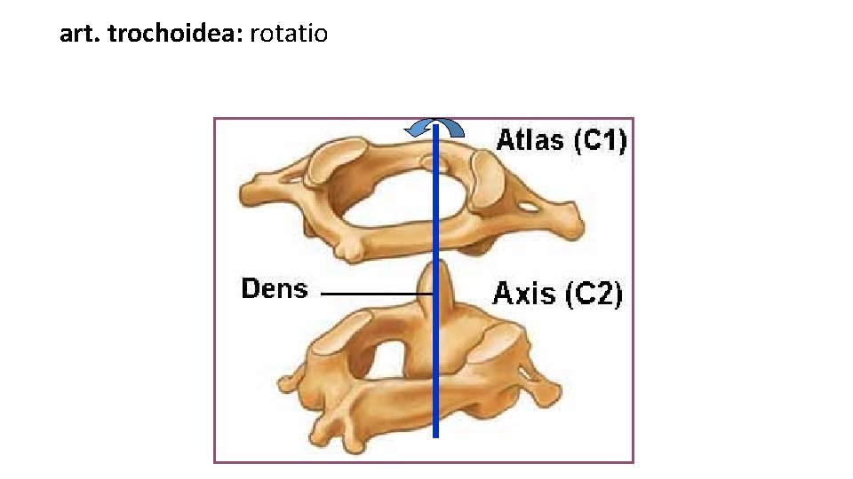 art. trochoidea: rotatio 