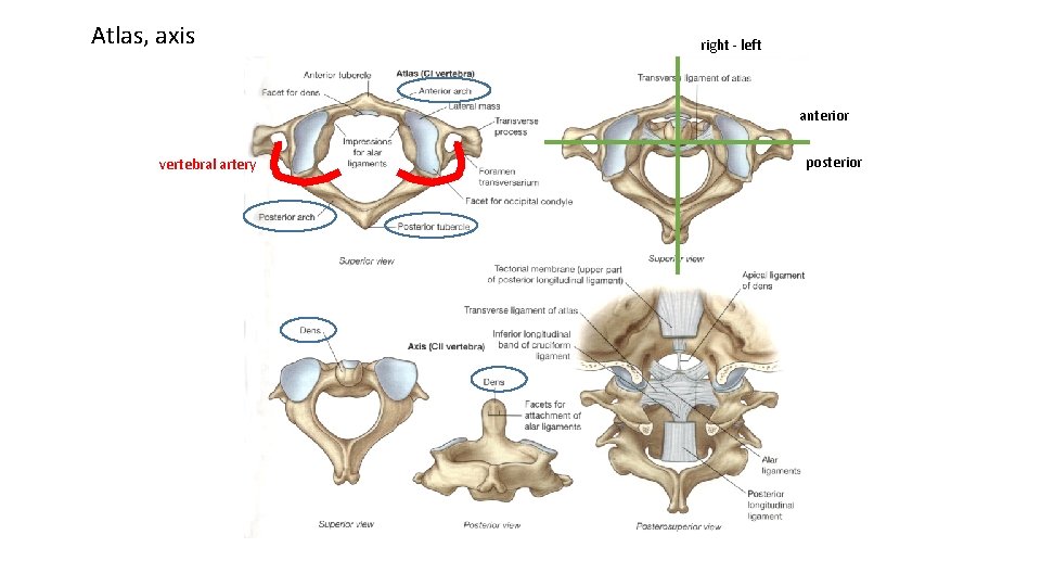 Atlas, axis right - left anterior vertebral artery posterior 