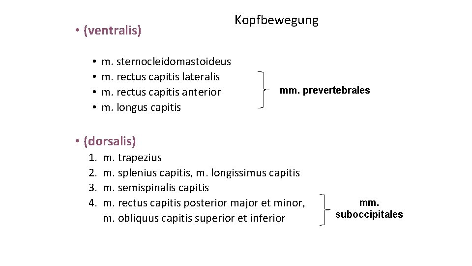  • (ventralis) • • m. sternocleidomastoideus m. rectus capitis lateralis m. rectus capitis