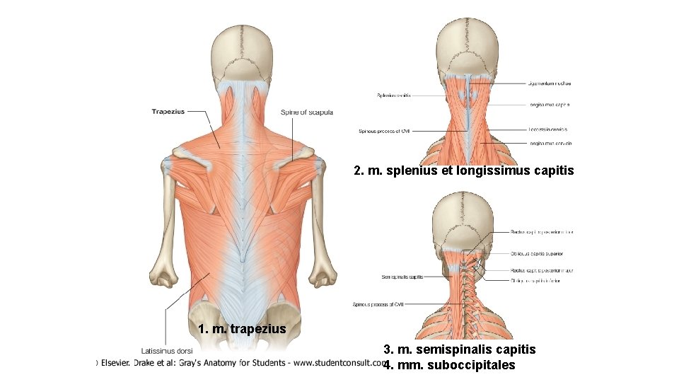 2. m. splenius et longissimus capitis 1. m. trapezius 3. m. semispinalis capitis 4.