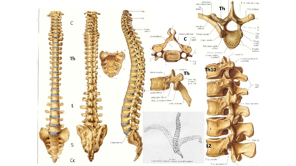 Th C C Th Th Th 10 L S Cc L 2 