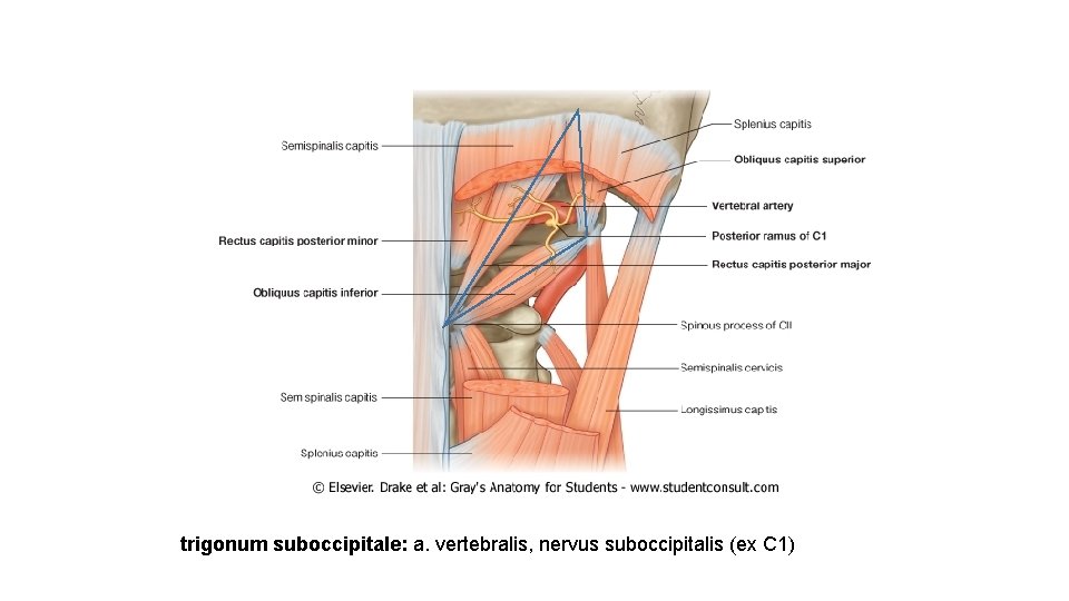 trigonum suboccipitale: a. vertebralis, nervus suboccipitalis (ex C 1) 