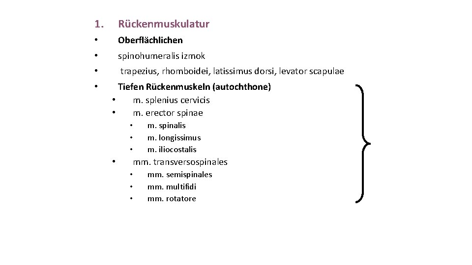 1. Rückenmuskulatur • Oberflächlichen • spinohumeralis izmok • trapezius, rhomboidei, latissimus dorsi, levator scapulae