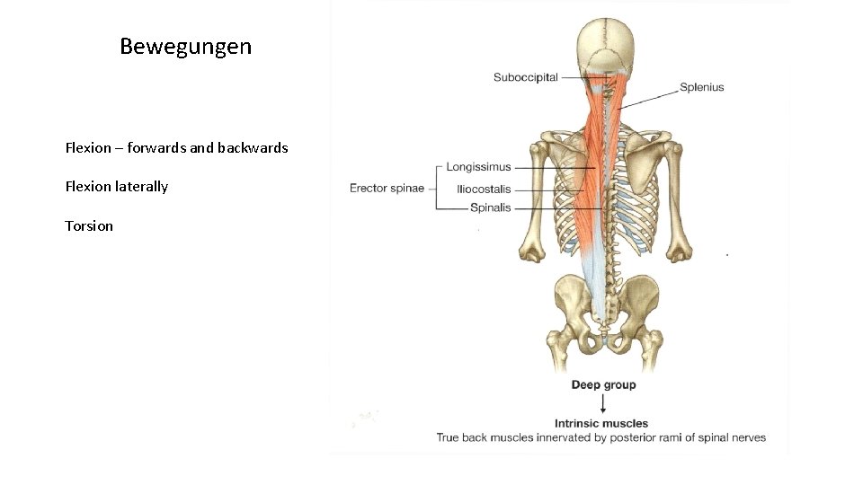 Bewegungen Flexion – forwards and backwards Flexion laterally Torsion 
