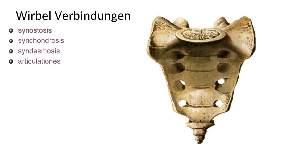 Wirbel Verbindungen synostosis synchondrosis syndesmosis articulationes 