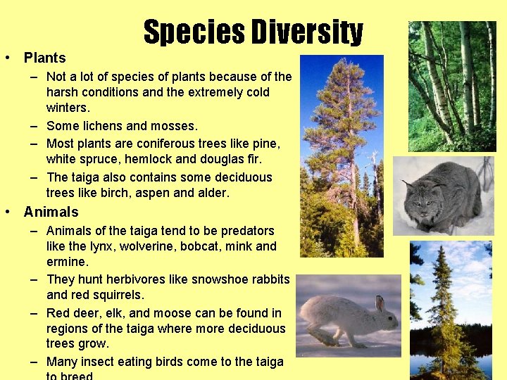  • Plants Species Diversity – Not a lot of species of plants because