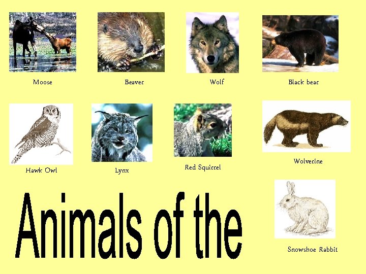 Moose Hawk Owl Beaver Lynx Wolf Red Squirrel Black bear Wolverine Snowshoe Rabbit 