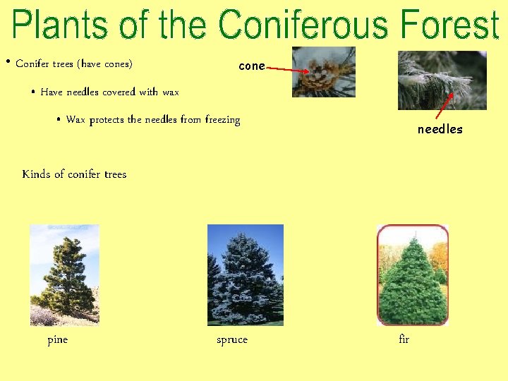 • Conifer trees (have cones) cone • Have needles covered with wax •