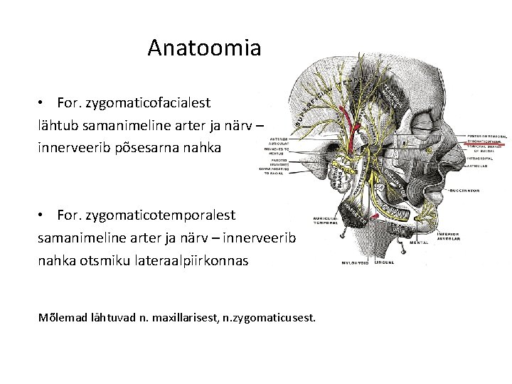 Anatoomia • For. zygomaticofacialest lähtub samanimeline arter ja närv – innerveerib põsesarna nahka •